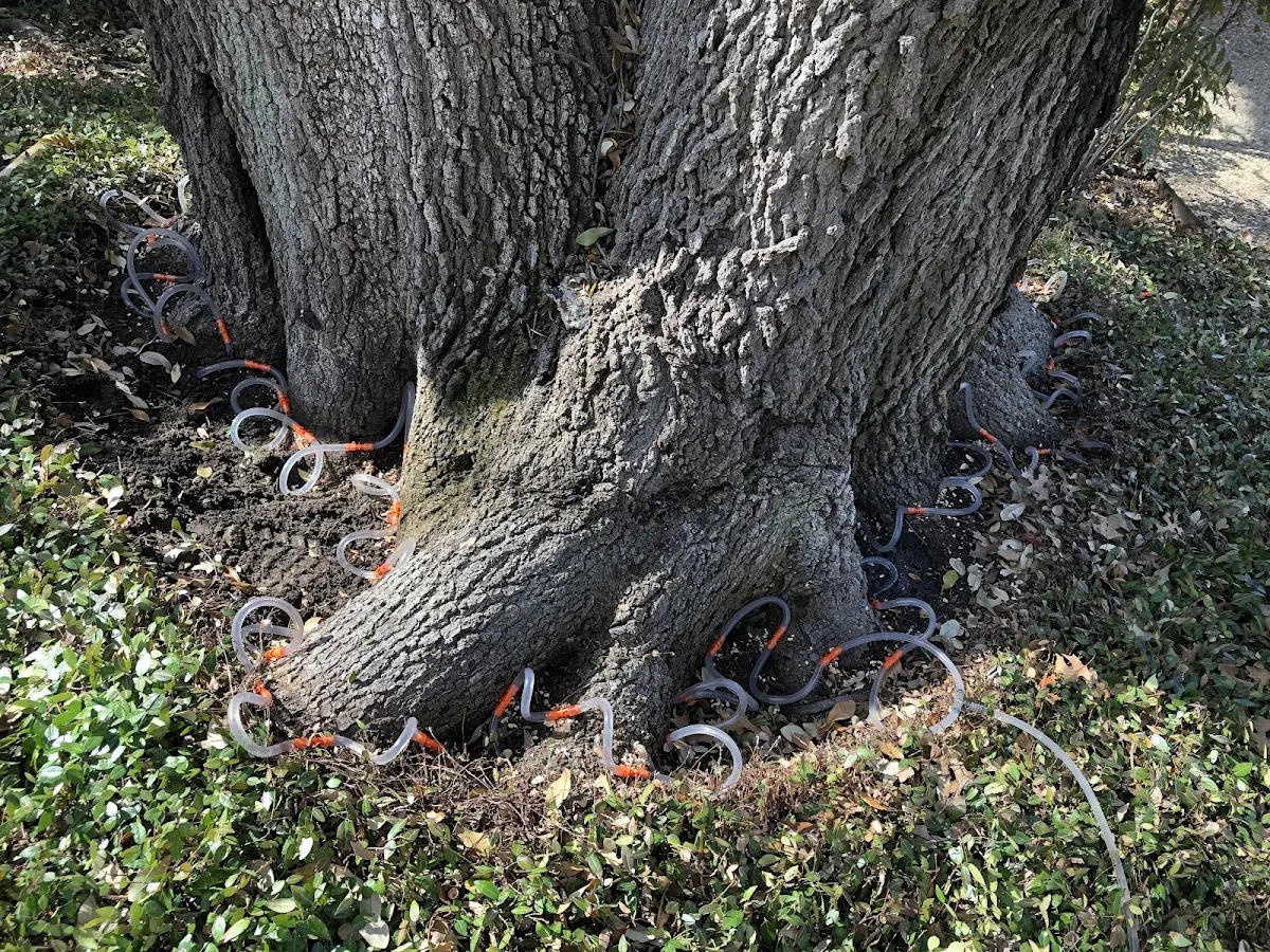 Detailed Tree Cabling and Bracing job site in Cassville